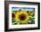 Sunflower Head Close up in a Field-George Oze-Framed Photographic Print