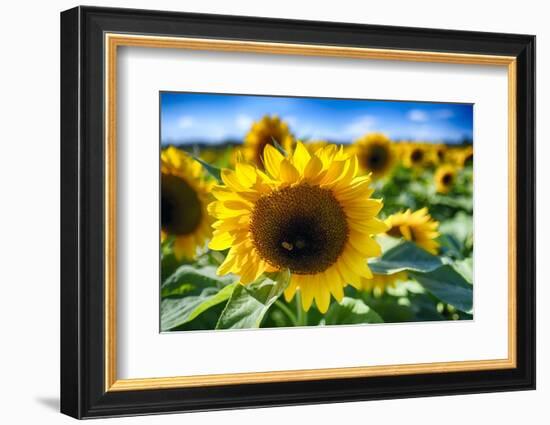 Sunflower Head Close up in a Field-George Oze-Framed Photographic Print
