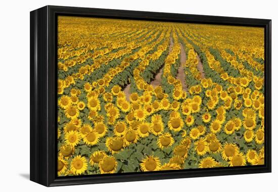 Sunflower (Helianthus Annuus), Kansas, USA-Michael Scheufler-Framed Premier Image Canvas