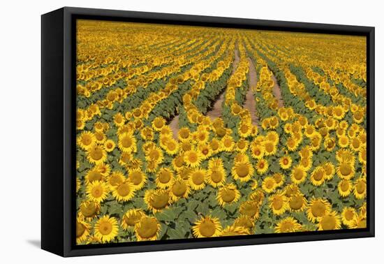 Sunflower (Helianthus Annuus), Kansas, USA-Michael Scheufler-Framed Premier Image Canvas