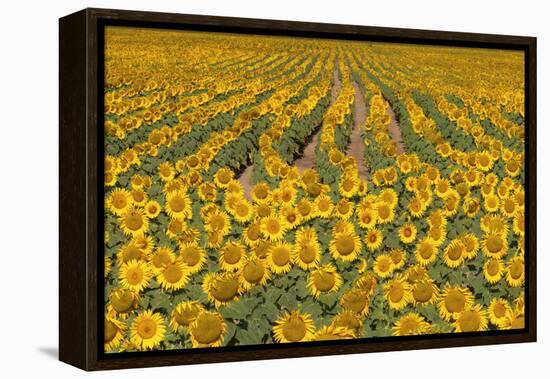 Sunflower (Helianthus Annuus), Kansas, USA-Michael Scheufler-Framed Premier Image Canvas