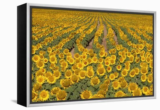 Sunflower (Helianthus Annuus), Kansas, USA-Michael Scheufler-Framed Premier Image Canvas