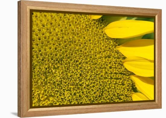 Sunflower (Helianthus Annuus), Kansas, USA-Michael Scheufler-Framed Premier Image Canvas