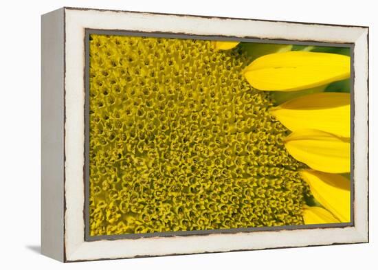 Sunflower (Helianthus Annuus), Kansas, USA-Michael Scheufler-Framed Premier Image Canvas