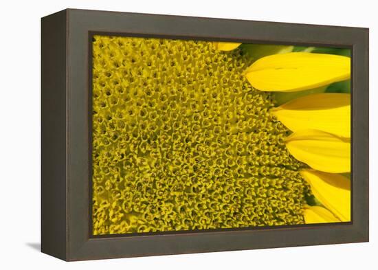 Sunflower (Helianthus Annuus), Kansas, USA-Michael Scheufler-Framed Premier Image Canvas