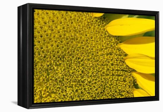 Sunflower (Helianthus Annuus), Kansas, USA-Michael Scheufler-Framed Premier Image Canvas