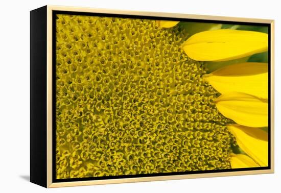 Sunflower (Helianthus Annuus), Kansas, USA-Michael Scheufler-Framed Premier Image Canvas