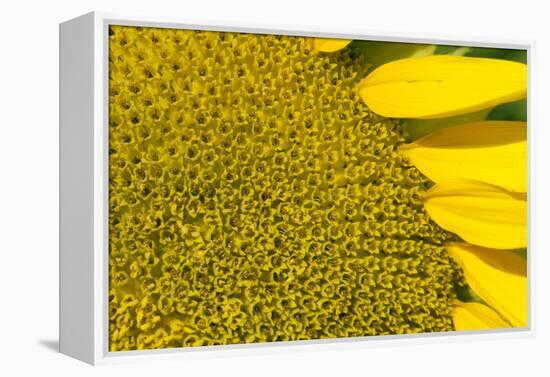 Sunflower (Helianthus Annuus), Kansas, USA-Michael Scheufler-Framed Premier Image Canvas