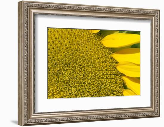 Sunflower (Helianthus Annuus), Kansas, USA-Michael Scheufler-Framed Photographic Print