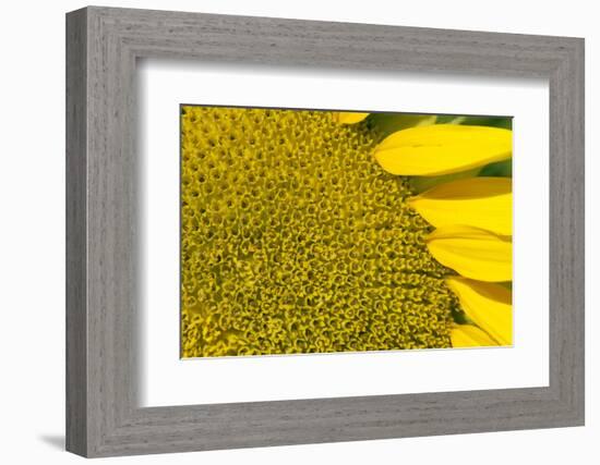 Sunflower (Helianthus Annuus), Kansas, USA-Michael Scheufler-Framed Photographic Print