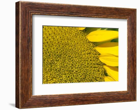 Sunflower (Helianthus Annuus), Kansas, USA-Michael Scheufler-Framed Photographic Print