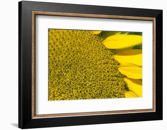 Sunflower (Helianthus Annuus), Kansas, USA-Michael Scheufler-Framed Photographic Print