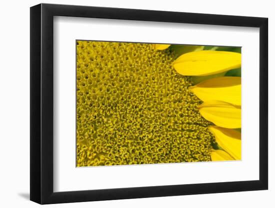 Sunflower (Helianthus Annuus), Kansas, USA-Michael Scheufler-Framed Photographic Print