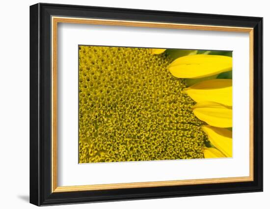 Sunflower (Helianthus Annuus), Kansas, USA-Michael Scheufler-Framed Photographic Print