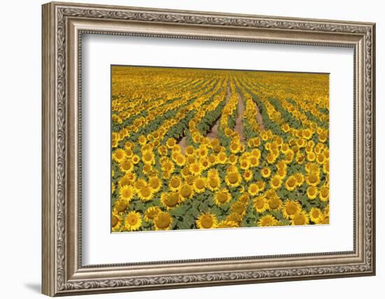 Sunflower (Helianthus Annuus), Kansas, USA-Michael Scheufler-Framed Photographic Print