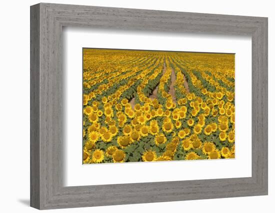 Sunflower (Helianthus Annuus), Kansas, USA-Michael Scheufler-Framed Photographic Print