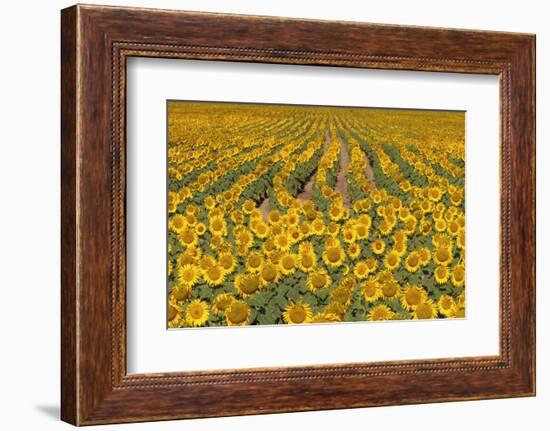 Sunflower (Helianthus Annuus), Kansas, USA-Michael Scheufler-Framed Photographic Print