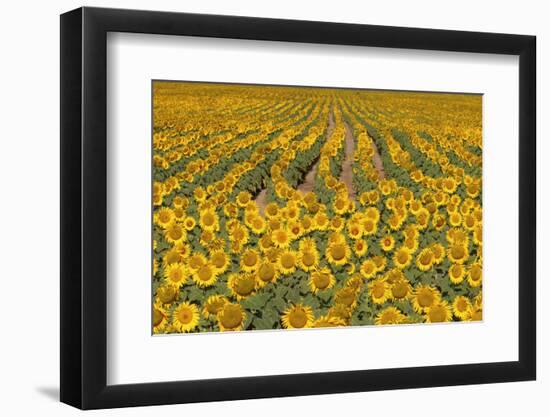 Sunflower (Helianthus Annuus), Kansas, USA-Michael Scheufler-Framed Photographic Print