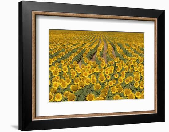 Sunflower (Helianthus Annuus), Kansas, USA-Michael Scheufler-Framed Photographic Print