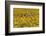 Sunflower (Helianthus Annuus), Kansas, USA-Michael Scheufler-Framed Photographic Print