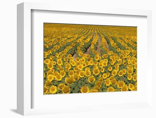 Sunflower (Helianthus Annuus), Kansas, USA-Michael Scheufler-Framed Photographic Print