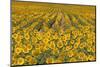 Sunflower (Helianthus Annuus), Kansas, USA-Michael Scheufler-Mounted Photographic Print