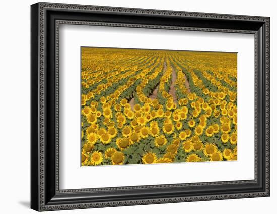 Sunflower (Helianthus Annuus), Kansas, USA-Michael Scheufler-Framed Photographic Print