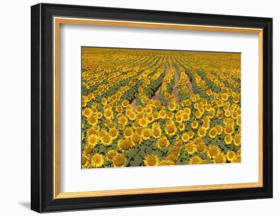 Sunflower (Helianthus Annuus), Kansas, USA-Michael Scheufler-Framed Photographic Print