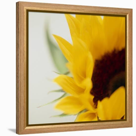 Sunflower (Helianthus Annuus)-Cristina-Framed Premier Image Canvas