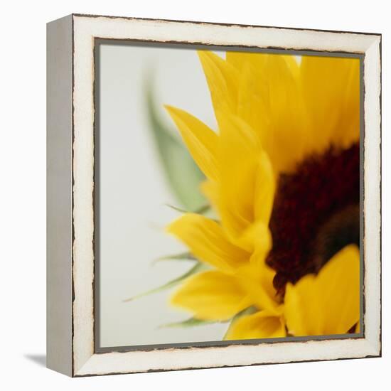 Sunflower (Helianthus Annuus)-Cristina-Framed Premier Image Canvas