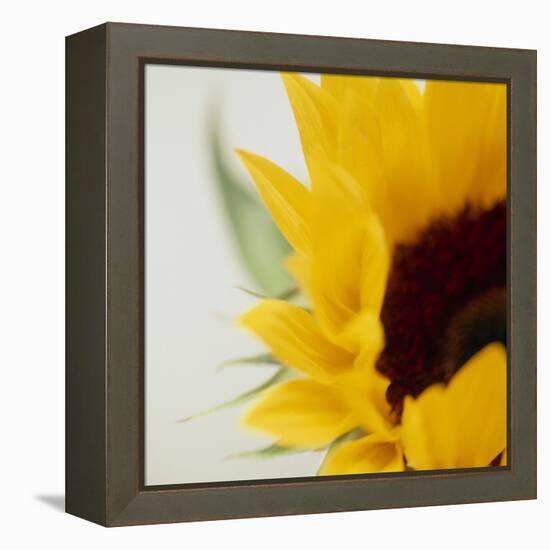 Sunflower (Helianthus Annuus)-Cristina-Framed Premier Image Canvas