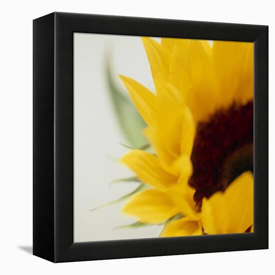 Sunflower (Helianthus Annuus)-Cristina-Framed Premier Image Canvas