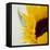 Sunflower (Helianthus Annuus)-Cristina-Framed Premier Image Canvas