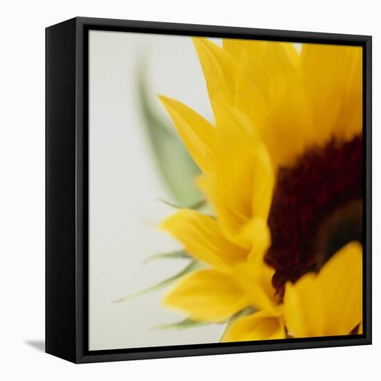 Sunflower (Helianthus Annuus)-Cristina-Framed Premier Image Canvas