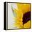Sunflower (Helianthus Annuus)-Cristina-Framed Premier Image Canvas