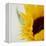 Sunflower (Helianthus Annuus)-Cristina-Framed Premier Image Canvas