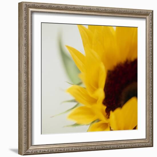 Sunflower (Helianthus Annuus)-Cristina-Framed Premium Photographic Print