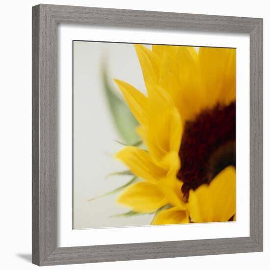 Sunflower (Helianthus Annuus)-Cristina-Framed Premium Photographic Print