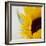 Sunflower (Helianthus Annuus)-Cristina-Framed Premium Photographic Print