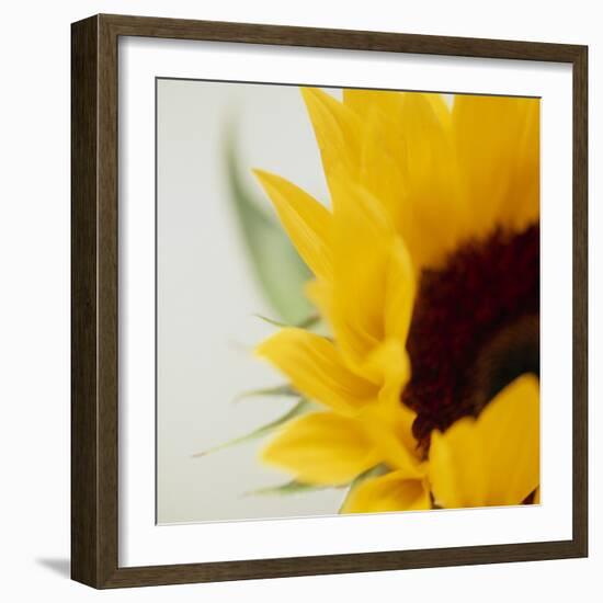Sunflower (Helianthus Annuus)-Cristina-Framed Premium Photographic Print
