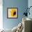 Sunflower (Helianthus Annuus)-Cristina-Framed Premium Photographic Print displayed on a wall