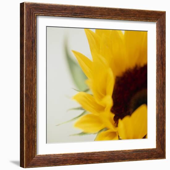 Sunflower (Helianthus Annuus)-Cristina-Framed Premium Photographic Print