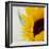 Sunflower (Helianthus Annuus)-Cristina-Framed Premium Photographic Print