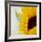 Sunflower (Helianthus Annuus)-Cristina-Framed Premium Photographic Print