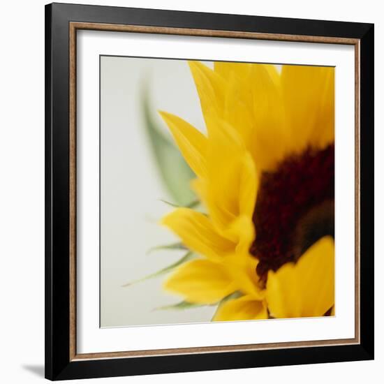 Sunflower (Helianthus Annuus)-Cristina-Framed Premium Photographic Print