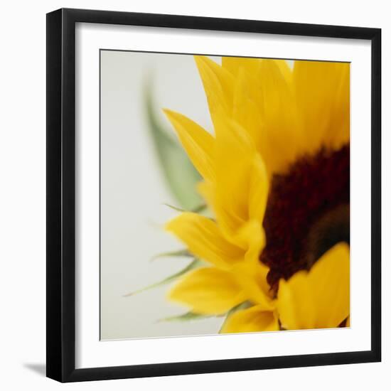 Sunflower (Helianthus Annuus)-Cristina-Framed Premium Photographic Print