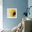 Sunflower (Helianthus Annuus)-Cristina-Framed Premium Photographic Print displayed on a wall