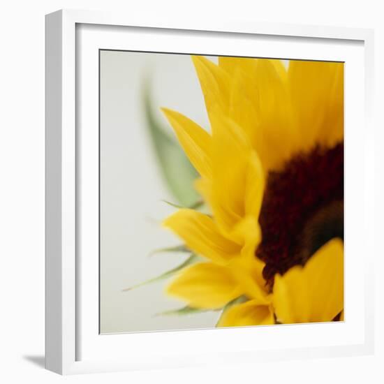 Sunflower (Helianthus Annuus)-Cristina-Framed Premium Photographic Print