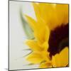 Sunflower (Helianthus Annuus)-Cristina-Mounted Premium Photographic Print