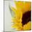 Sunflower (Helianthus Annuus)-Cristina-Mounted Premium Photographic Print